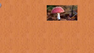 карточки домана грибы часть 11