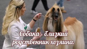 Собака – близкий родственник хозяина.