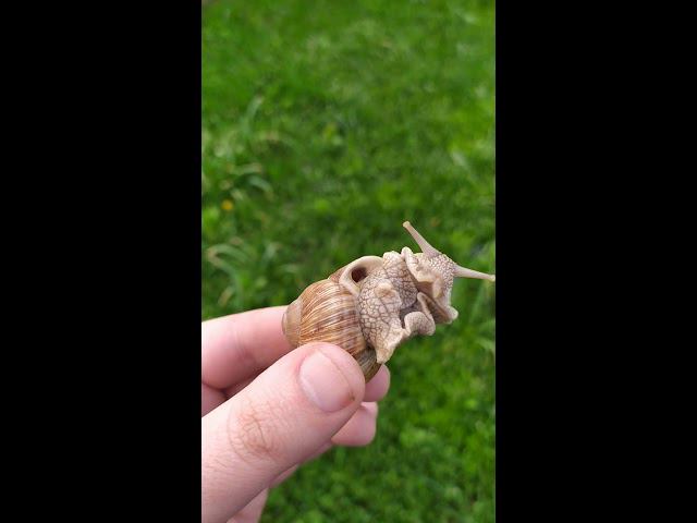 Брюхоногий гость смотреть онлайн