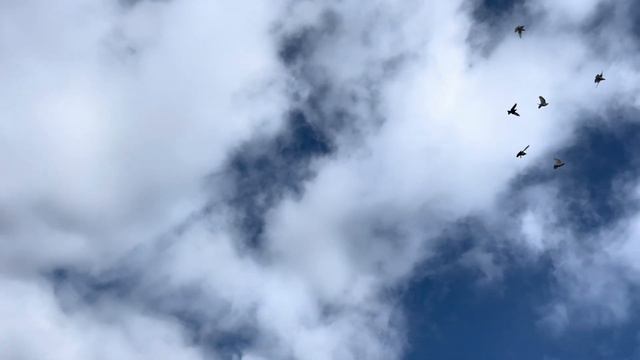 ВЫСТАВКА ГОЛУБЕЙ В ДЕРБЕНТЕ | 24.02.2024 смотреть онлайн