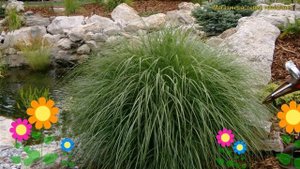 Мискантус китайский. Краткий обзор, описание характеристик miscanthus sinensis