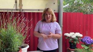 Результат весеннего черенкования лаванды