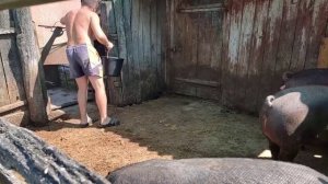 свиньи вес откорм 134 дней, какой вес, сколько съели корма