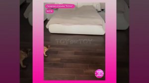 Лазерные игрушки для кошек