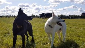 ДТ-40. Контроль внимания - методика, ошибки, пояснения.