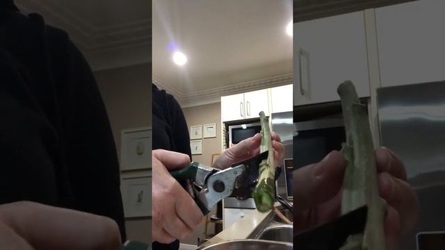 Propagating Brugmansia from cuttings смотреть онлайн