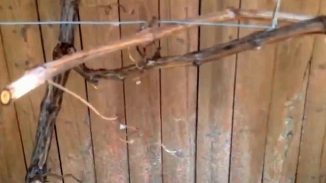 Сроки и Правила обработки виноградника фунгицидами. смотреть онлайн