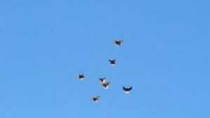 Николаевские голуби Воронежской области