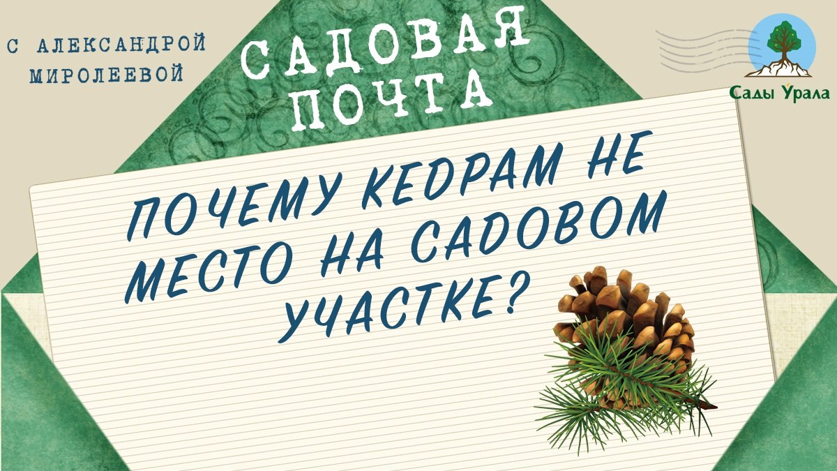 Садовая почта: Почему кедрам не место на садовых участках? Выпуск 9