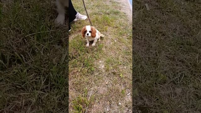 English spaniel puppy 5-6 months old ( Щенок английского спаниеля 5-6 месяцев)