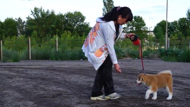 Акита ину KIREY KAZOKU смотреть онлайн