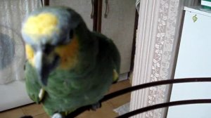 попугай венесуэльский амазон Гриша 5
