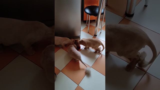 Обжорки мои 🤣💖💖💖 #юмор #котики #врек #ютуб #cat #топ #экзотическиепитомцы #персы смотреть онлайн