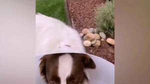 Подборка смешных животных 7 ? Приколы с котами и собаками ?