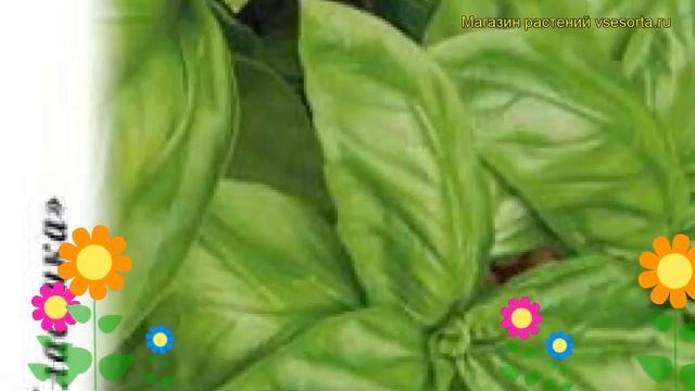 Базилик Застольный (Базилик). Краткий обзор, описание характеристик, где купить семена ocimum смотреть онлайн