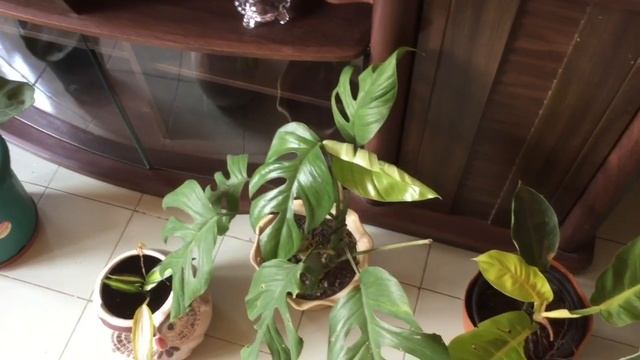 Care and tips of Alocasia Amazonica // Best indoor shade loving plant Alocasia Amazonica смотреть онлайн