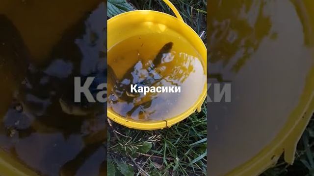 Рыбалка, Пахра, караси, рыбалка, карась на река Пахра район Домодедово карасик