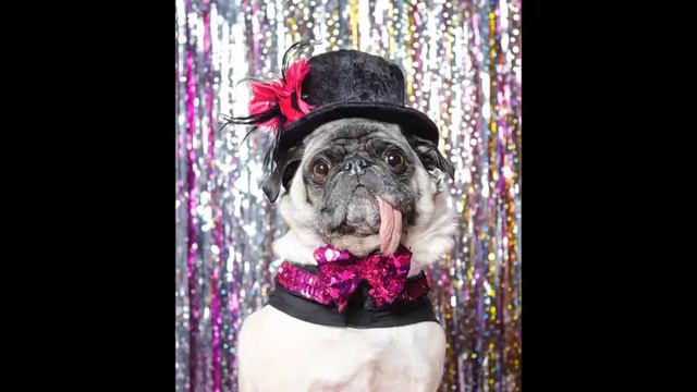 КЛАСС! ЖИВОТНЫЕ ФОТО МОДЕЛИ!!! смотреть онлайн