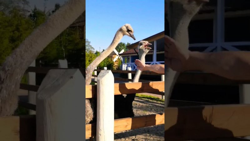 Считалочки со страусами / Games with ostriches #мастерhouse #ostrich