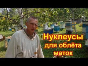 Нуклеусы для облёта маток. Обстановка на пасеке
