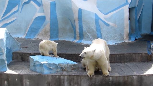 После борьбы медвежата находят другое развлечение 11.05.19