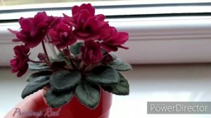 #фіалка Precious Red