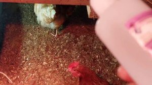 В курятнике всегда сухо и чисто/ Проверенный метод