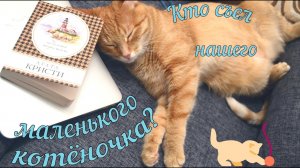 ? От пушистого подарка не осталось ни следа ? Как 3 года изменили нашу кошку ?