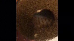 Префильтр EHEIM доработка