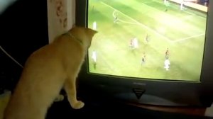 Кот весь в игре