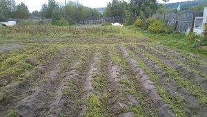 Косим ботву картофеля