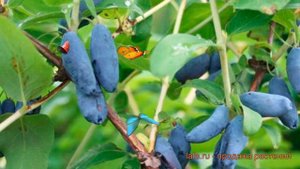 Жимолость съедобная Омега (lonicera edulis) 🌿 Омега обзор: как сажать, саженцы жимолости Омега