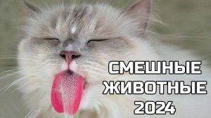 Смешные животные 2024 - попробуй не засмеяться! (№39) котики, собаки