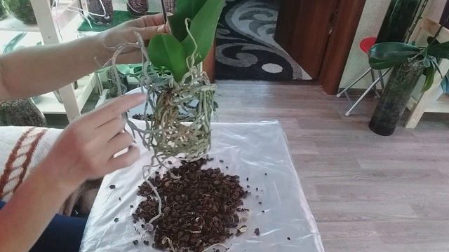 Я стала фанатом! ПОСАДКА ОРХИДЕЙ НА ФИТИЛЬ. смотреть онлайн