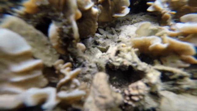 Мини-осьминог смотреть онлайн