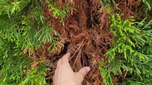 Shade Tolerant Evergreens: Cephalotaxus, Aucuba, Illicium,  Thuja, Taxus, etc.