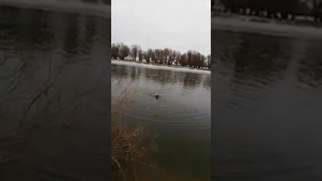 Шок??????Самый большой сом поймал