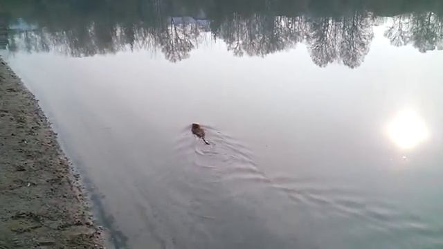 Ондатра (вертит хвостом) смотреть онлайн