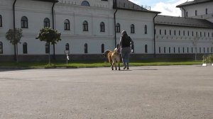 Алабай, среднеазиатская овчарка. Великий Воин Адмирал