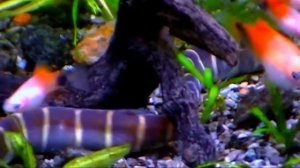 #Aquarium. Акантофтальмусы и  макробрахиум в декоративном аквариуме.