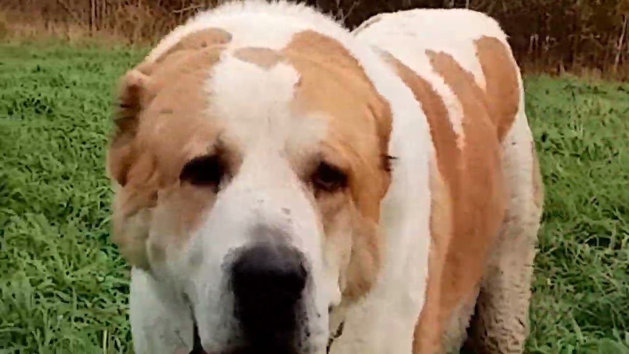 Алабаи и апокалипсис