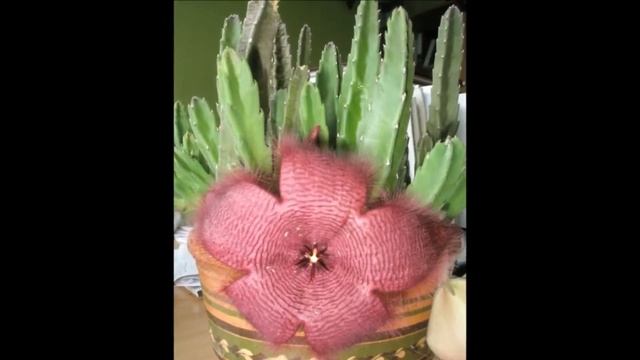 Стапелия  уход