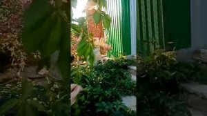 весёлые соседи, лютая соседка по даче спалилась