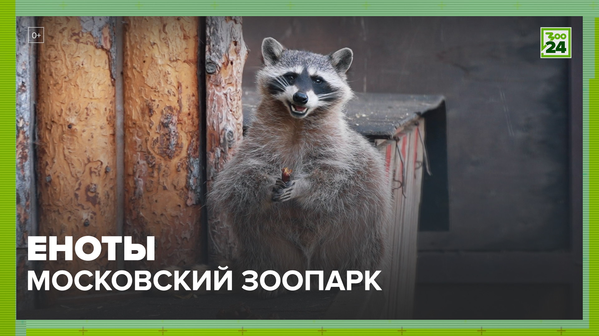 Еноты | Московский зоопарк | ЗОО 24