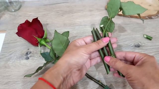 Как укоренить розы из букета_ АЛОЭ ВЕРА - секрет успеха!