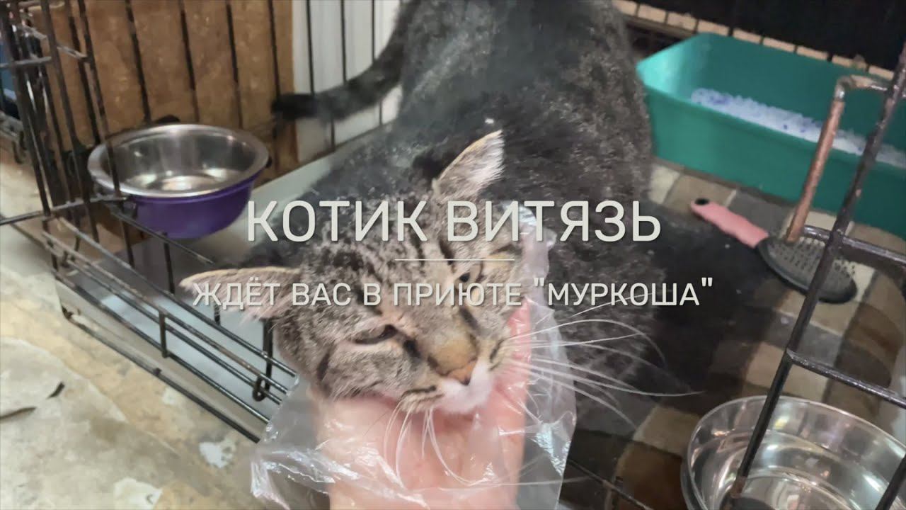 ВИТЯЗЬ (уже дома)