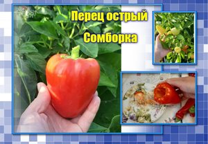 ✅ Перец острый Сомборка. Самый толстостенный жгучий перец нашего сезона !