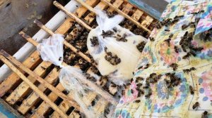 Выставка пчел в марте 2019 года. Пришлось выставить пораньше чем планировал..