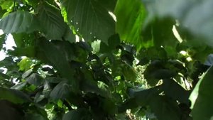 Формировка фундука: дерево или куст.