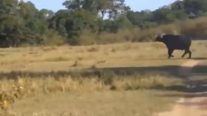 15 Животных Хищников Удивленных Своей Добычей /часть 5